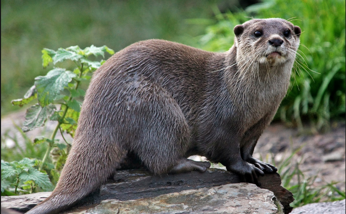 Interesting facts about otters - Otter, Facts, Interesting, Longpost