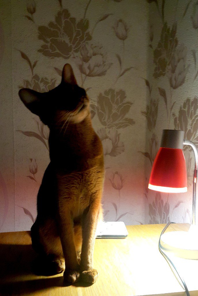 My cat-lamp cat (tautology is my everything) - My, cat, Cat with lamp, Лампа, Abyssinian cat, Longpost