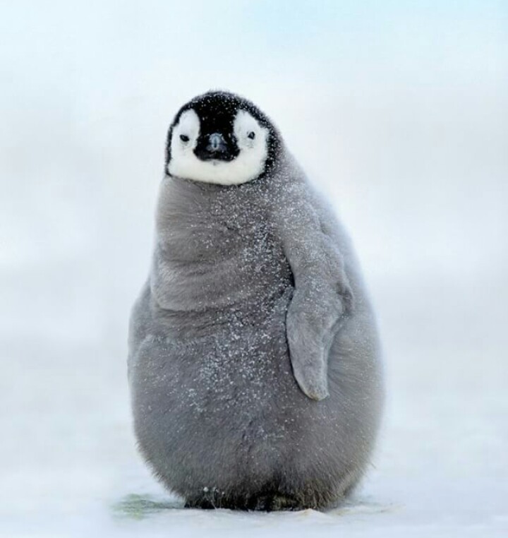 Ready for the summer) - Thick, Penguins, Fullness