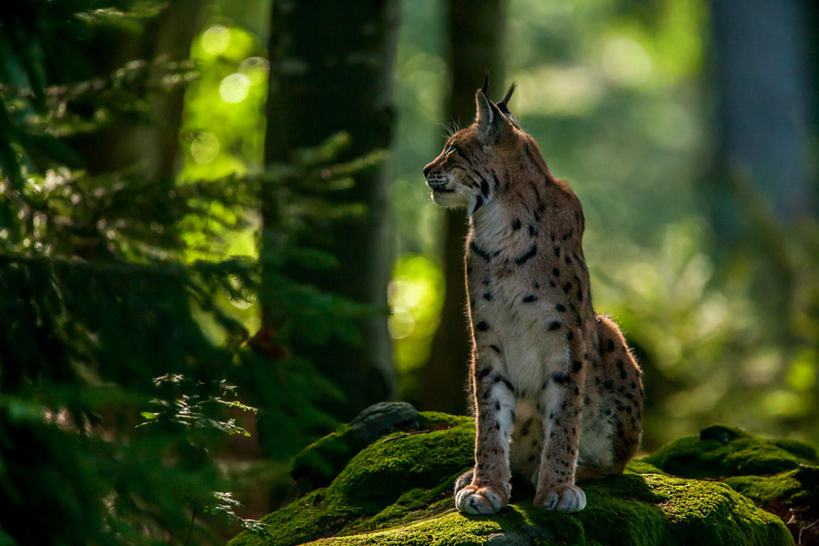 Tassels on the ears post. - The photo, Lynx, Caracal, Animals, Nature, Longpost, Small cats, Cat family