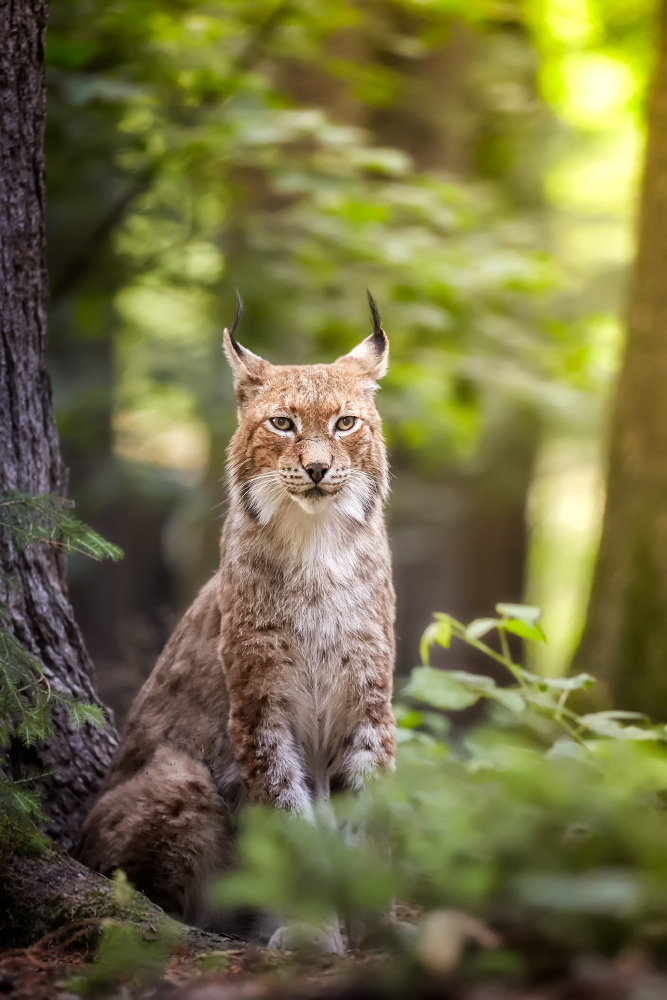 Tassels on the ears post. - The photo, Lynx, Caracal, Animals, Nature, Longpost, Small cats, Cat family