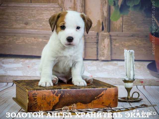 What is the cost of a thoroughbred puppy - My, , Jack Russell Terrier, Puppies, Dog, Breeders, Nursery, Milota, Longpost