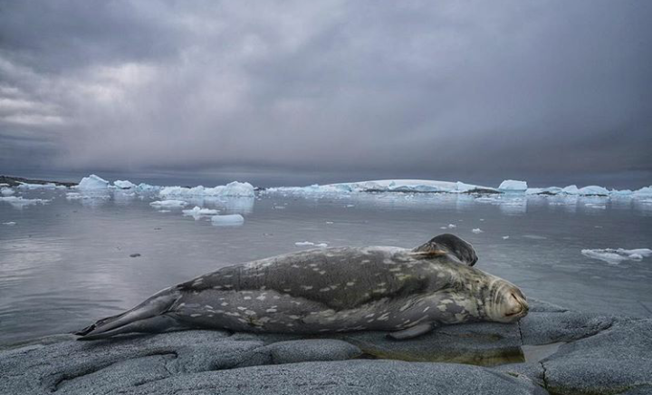 The seal is resting - Seal, Relaxation