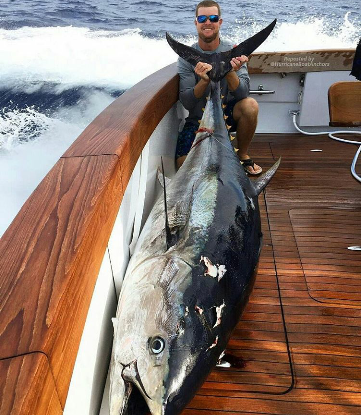 Good catch - Tuna, A fish, Fishing