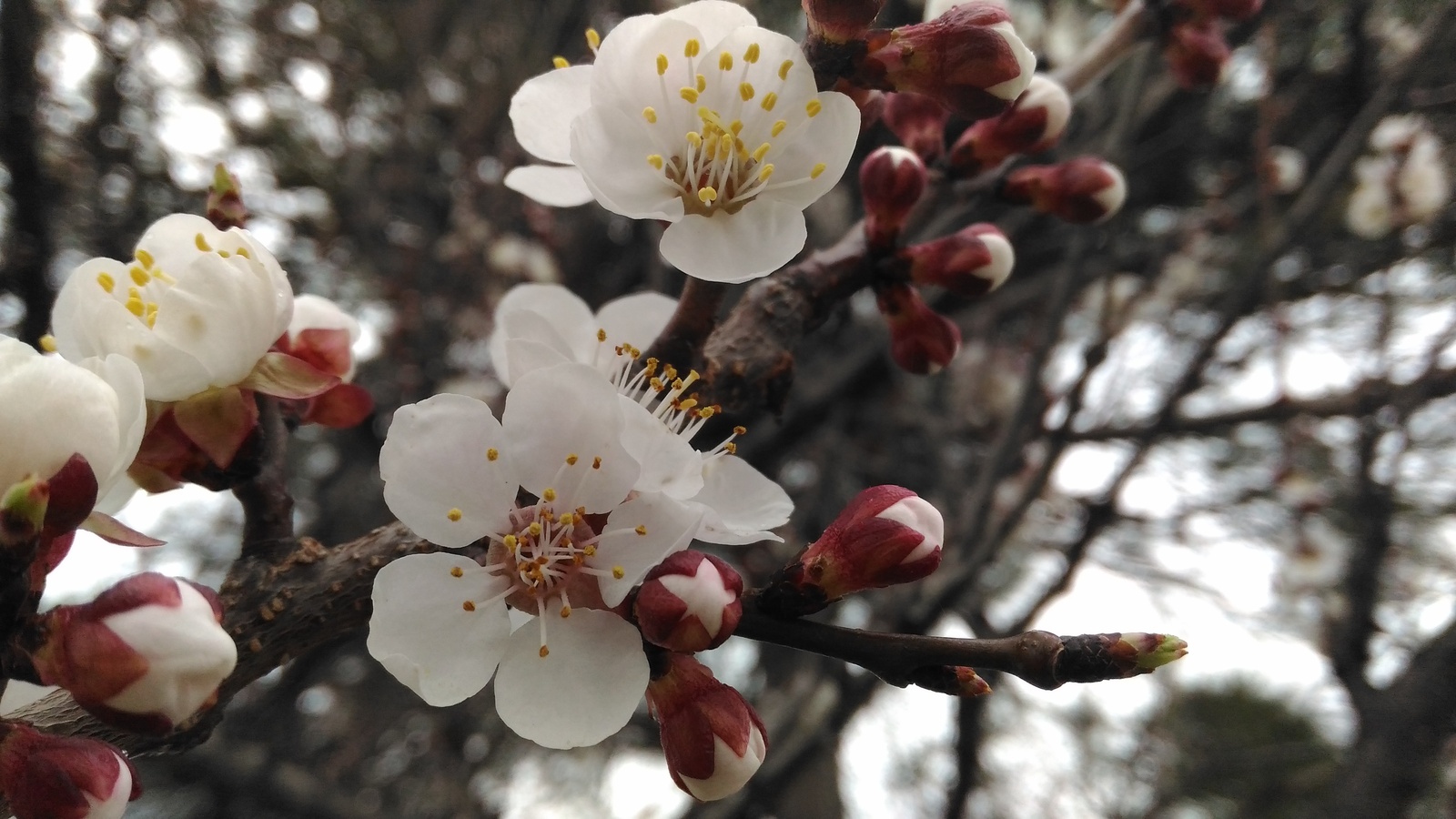 Spring - Spring, Flowers, Turtle, The photo, Longpost