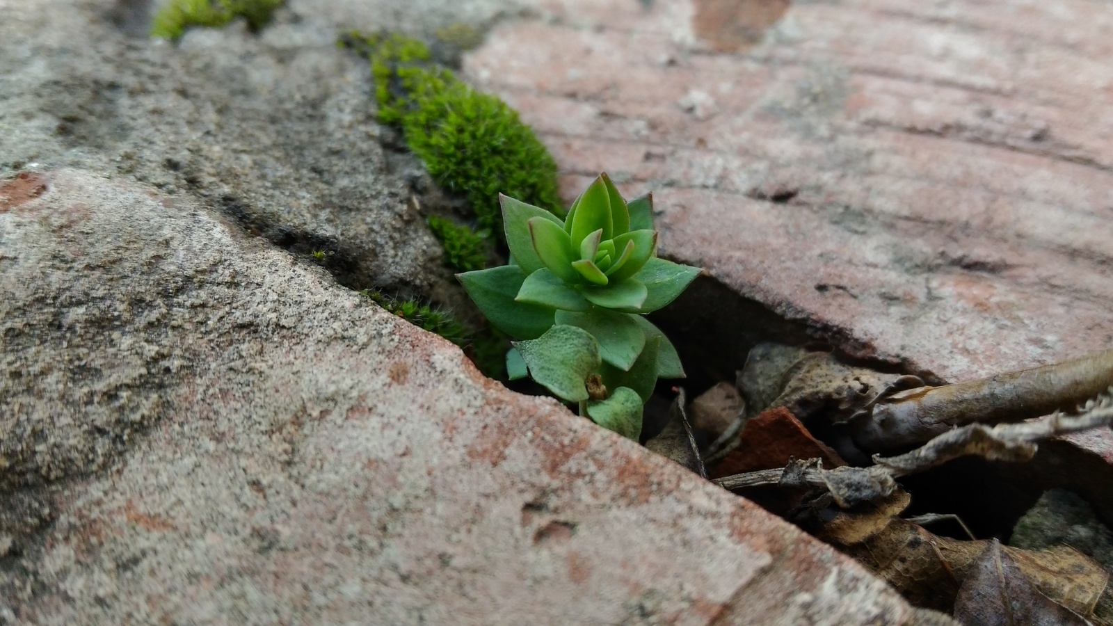 Spring - Spring, Flowers, Turtle, The photo, Longpost