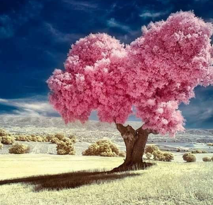 Contrast - Pink, Tree