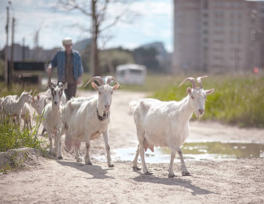 Timur and his team - My, Goat, Shepherd, Town, Kostroma, The street, Pasture, Everyday life, Road