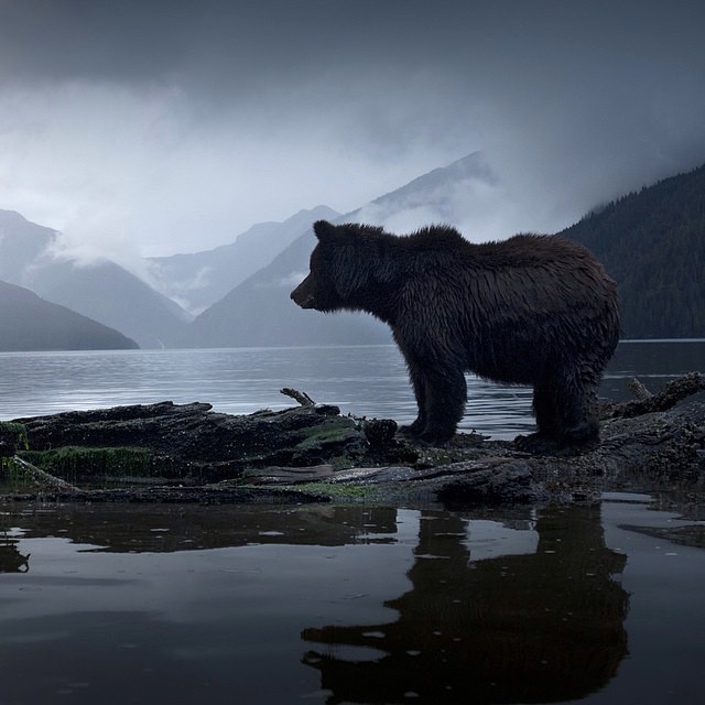 Медведей пост. - Фотография, Бурые медведи, Белый медведь, Животные, Природа, Длиннопост