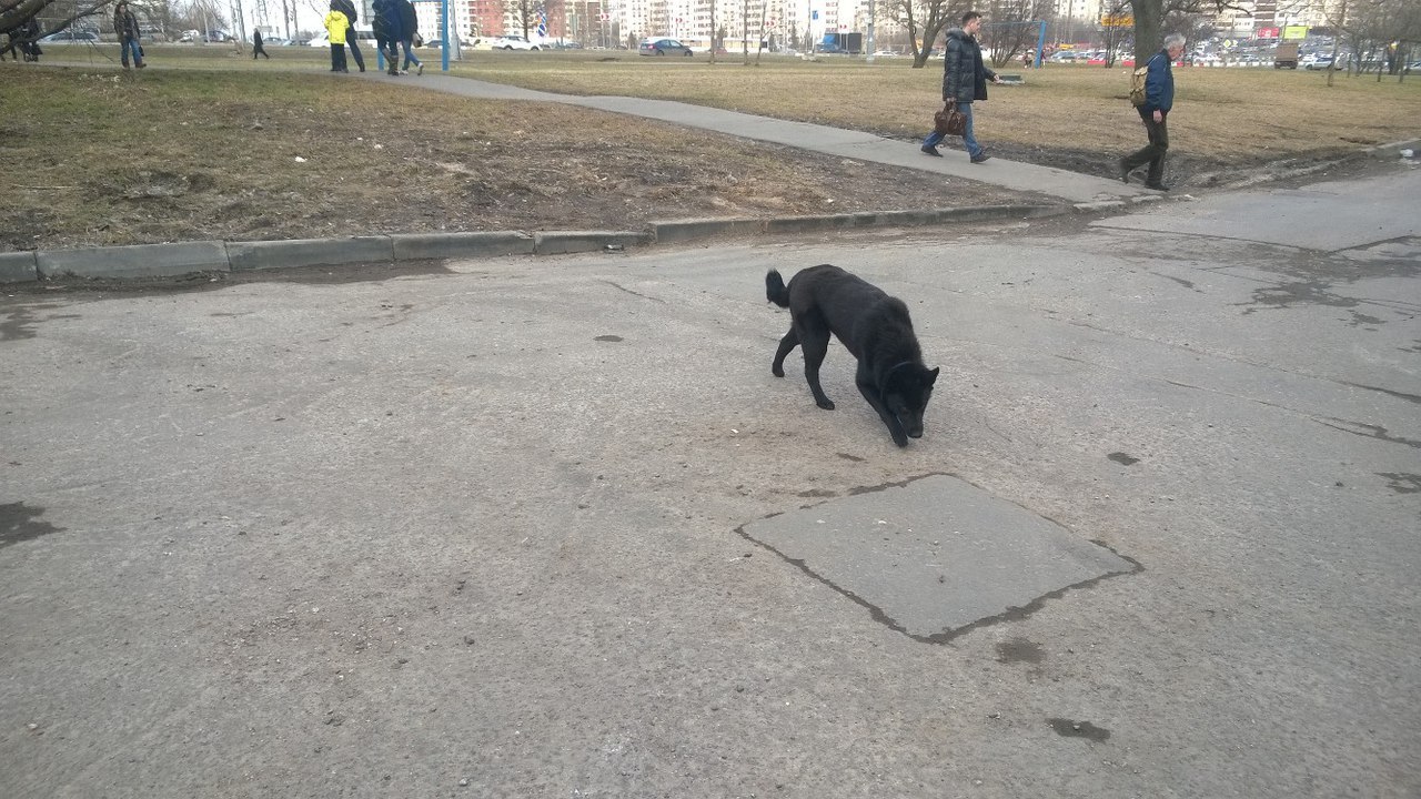 Found a black dog Laika in a blue collar. Owner Respond!!! There was already a similar announcement, the dog was overexposure, but apparently ran away (( - My, Youth, Krylatskoye, , Moscow, Dog, Help