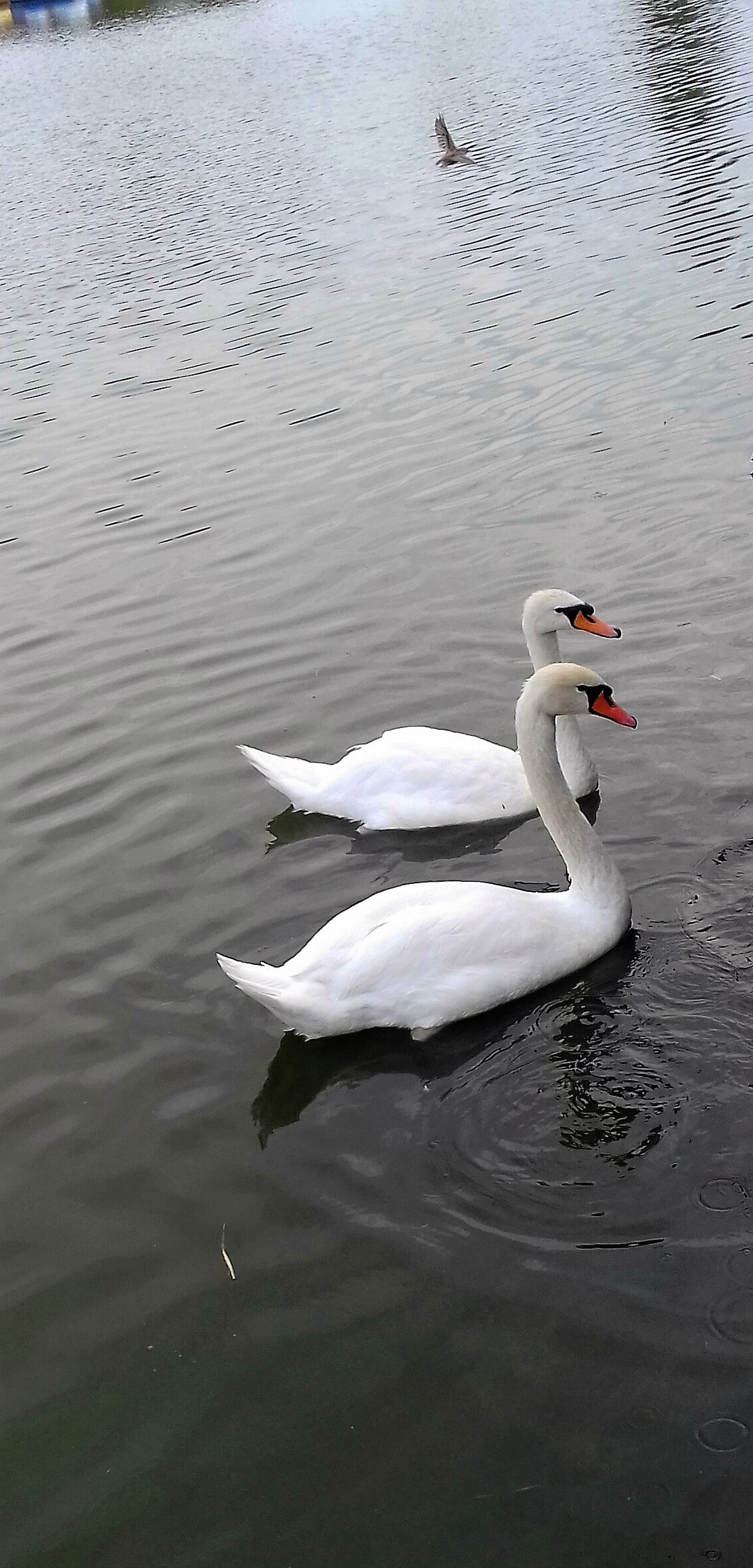 And the white swan on the pond.... - My, Astrakhan, Swan Lake, , Longpost