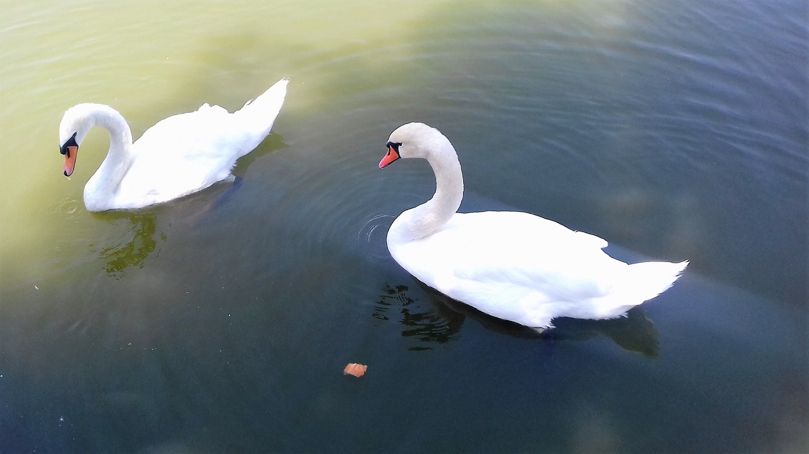 And the white swan on the pond.... - My, Astrakhan, Swan Lake, , Longpost