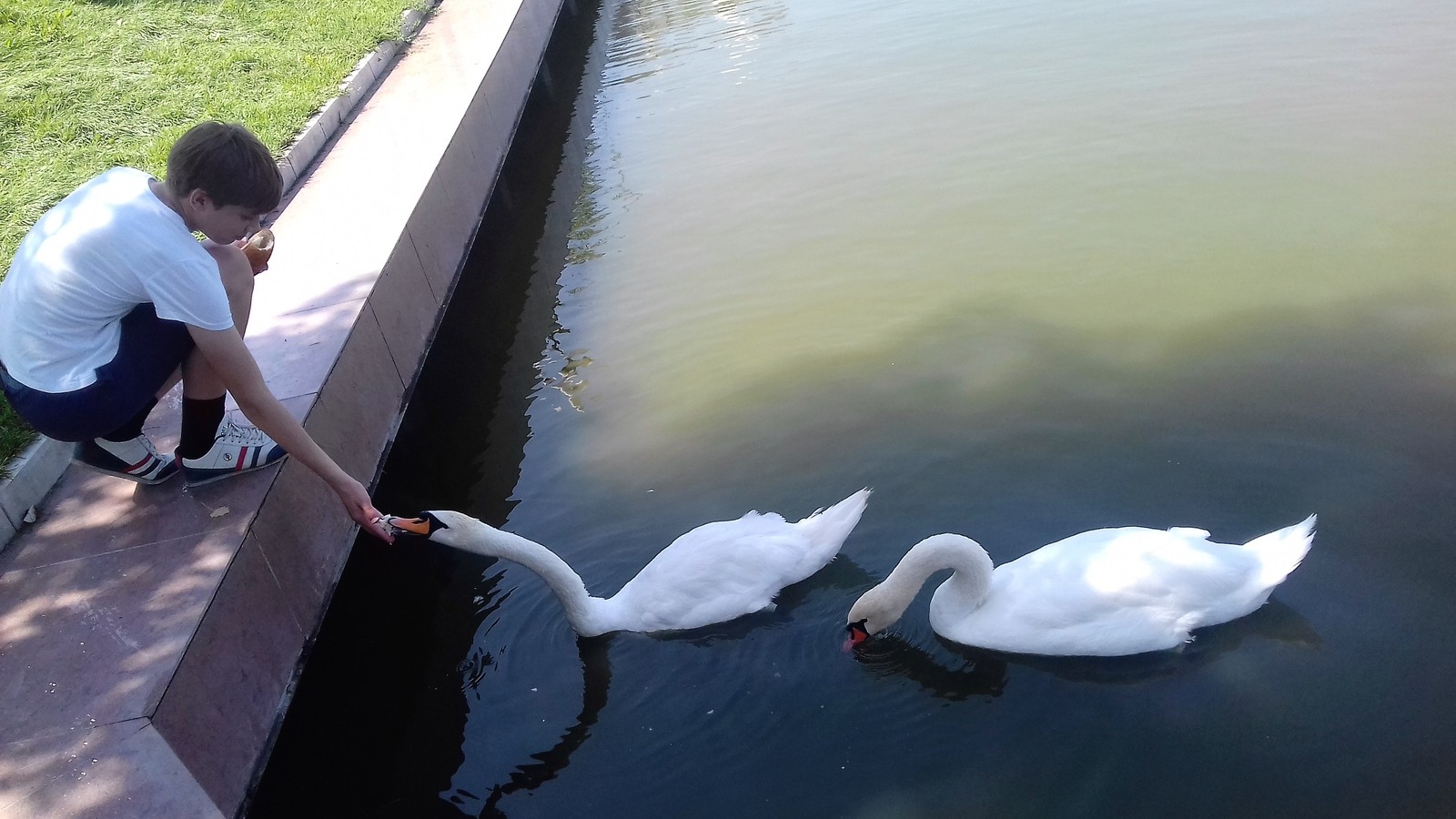 And the white swan on the pond.... - My, Astrakhan, Swan Lake, , Longpost