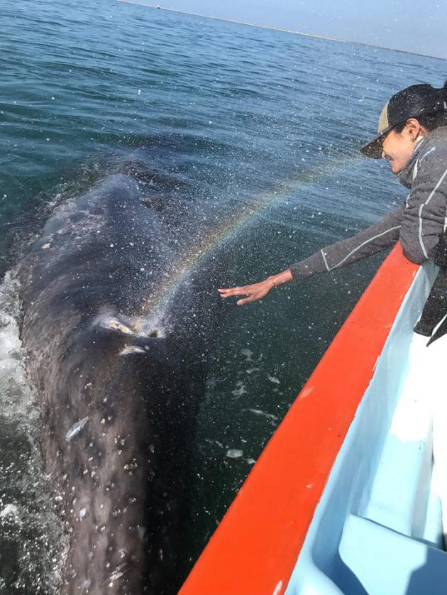 The whale splashes a rainbow in the girl's face. - Girls, Whale, Not mine, The photo, Nature, Rainbow