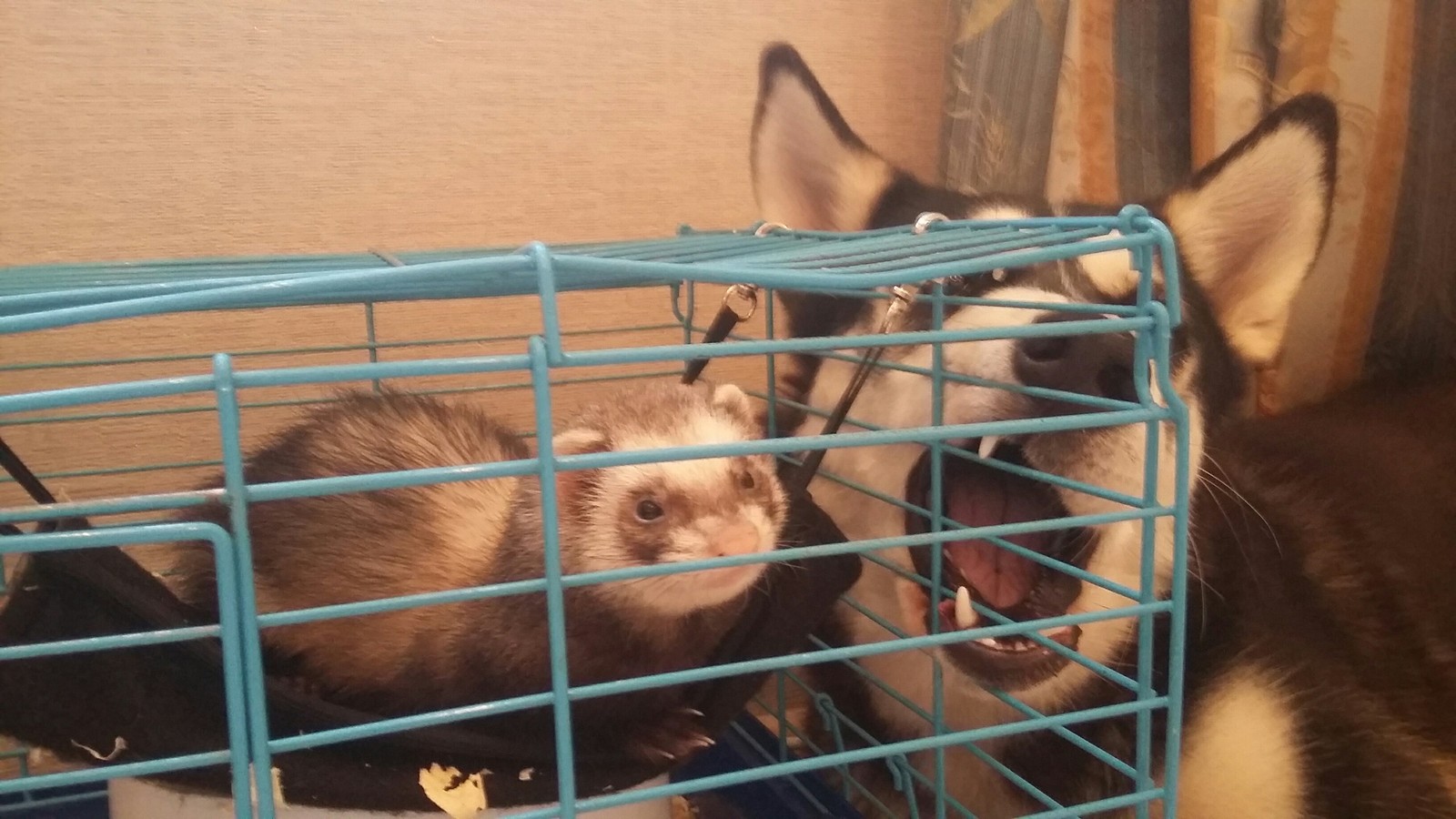 I will eat you - My, Husky, Ferret