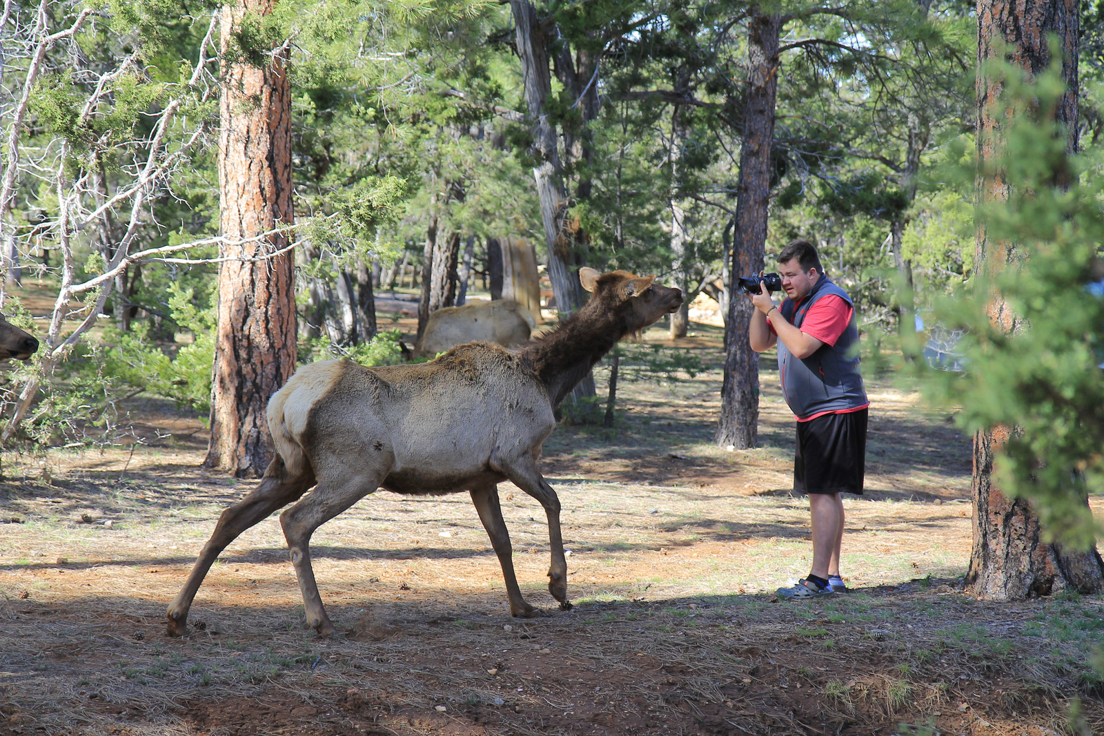 Posing - The photo, Elk, National park, USA