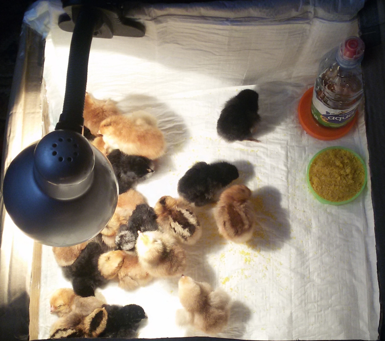 Сколько держать цыпленка в инкубаторе после вылупления. Инкубация цыплят. Цыплята из инкубатора. Цыплята после инкубации. Коробка для цыплят после инкубатора.