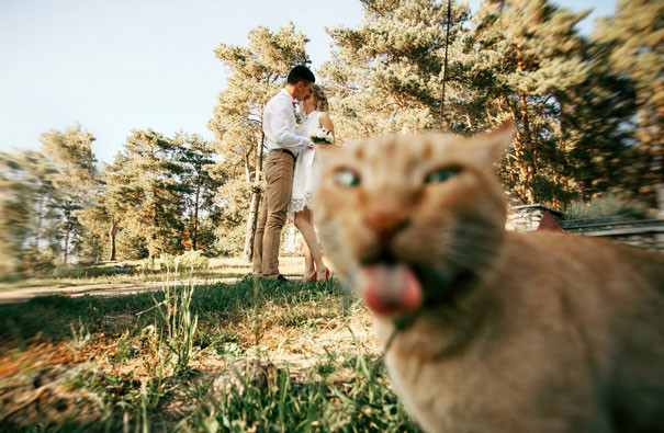 Cats caught in the frame - cat, The photo, Humor, Longpost