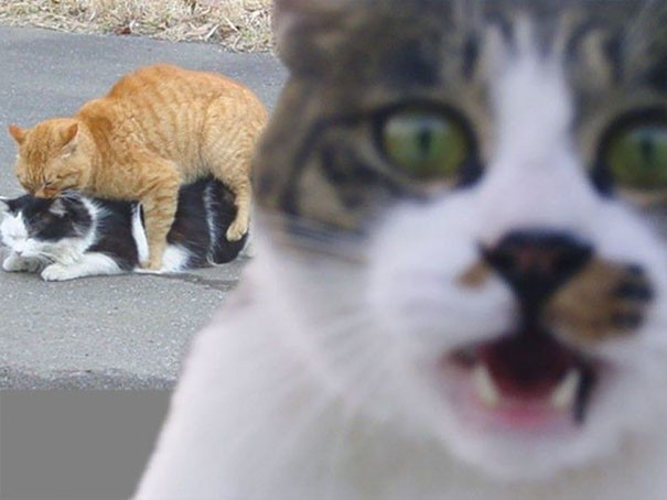 Cats caught in the frame - cat, The photo, Humor, Longpost