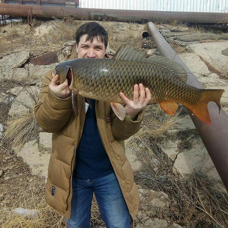 Хотите верьте, хотите нет: в Якутской ТЭЦ рыбаки поймали огромного сазана - Якутия, Якутск, ТЭЦ, Сазан, Фотография, Видео, Длиннопост