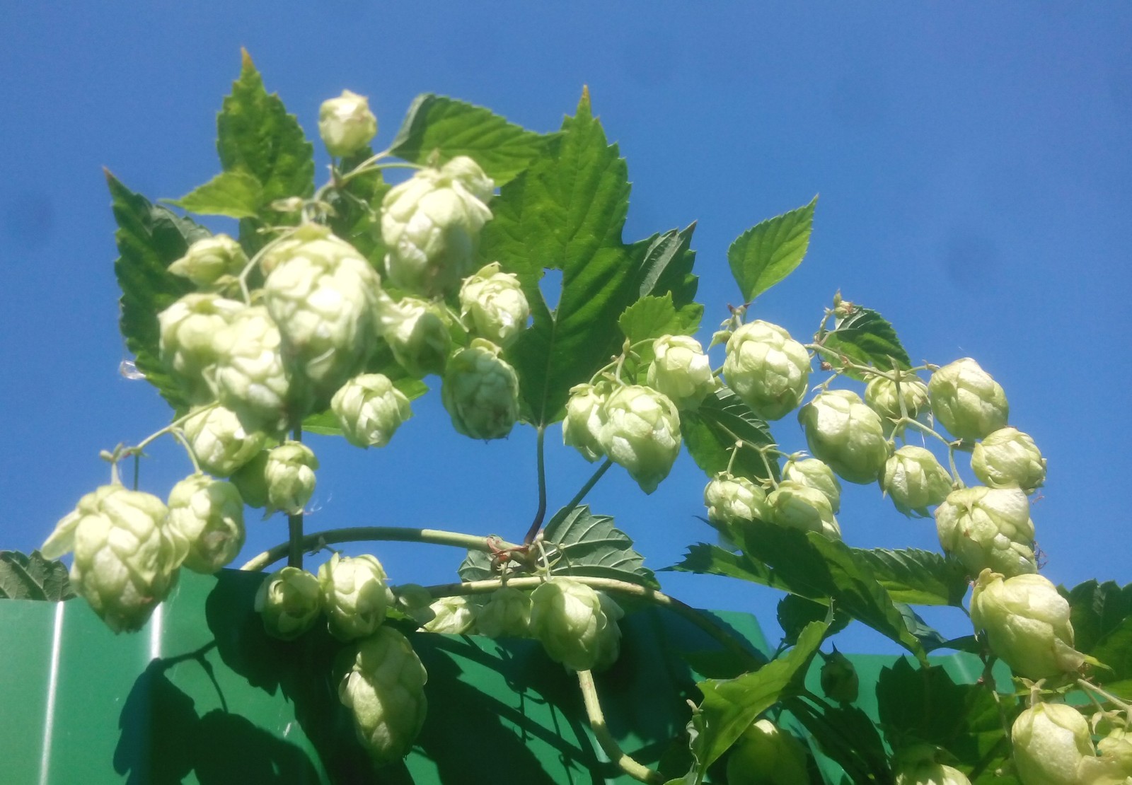 The power of hops - My, Hop, Sky