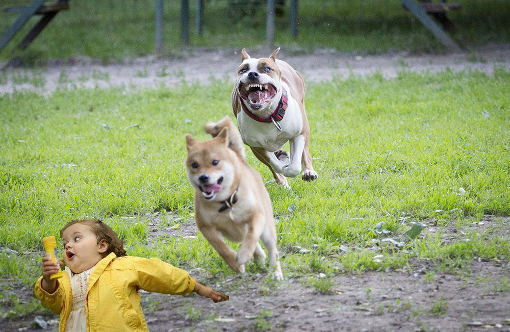 Do not be afraid, - My, Shiba Inu, Amstaff, Run fools, Dog, Humor, My