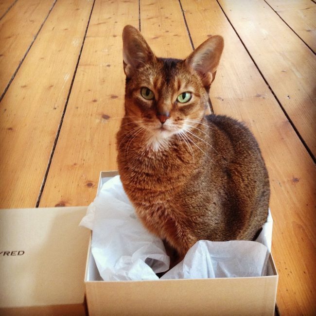 abessiata - cat, Abyssinian cat, A selection, Longpost