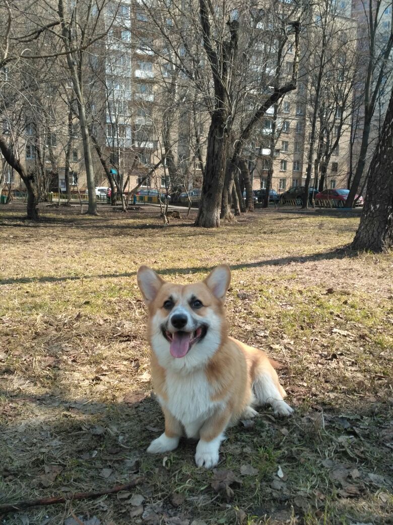 МСК: мой собакен на прогулке вчера и сегодня - Моё, Моё, Корги, Собака, Длиннопост