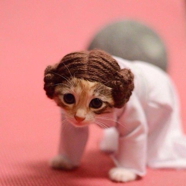 Just a cat (he's so cute) - cat, Not mine, Star Wars, Princess Leia