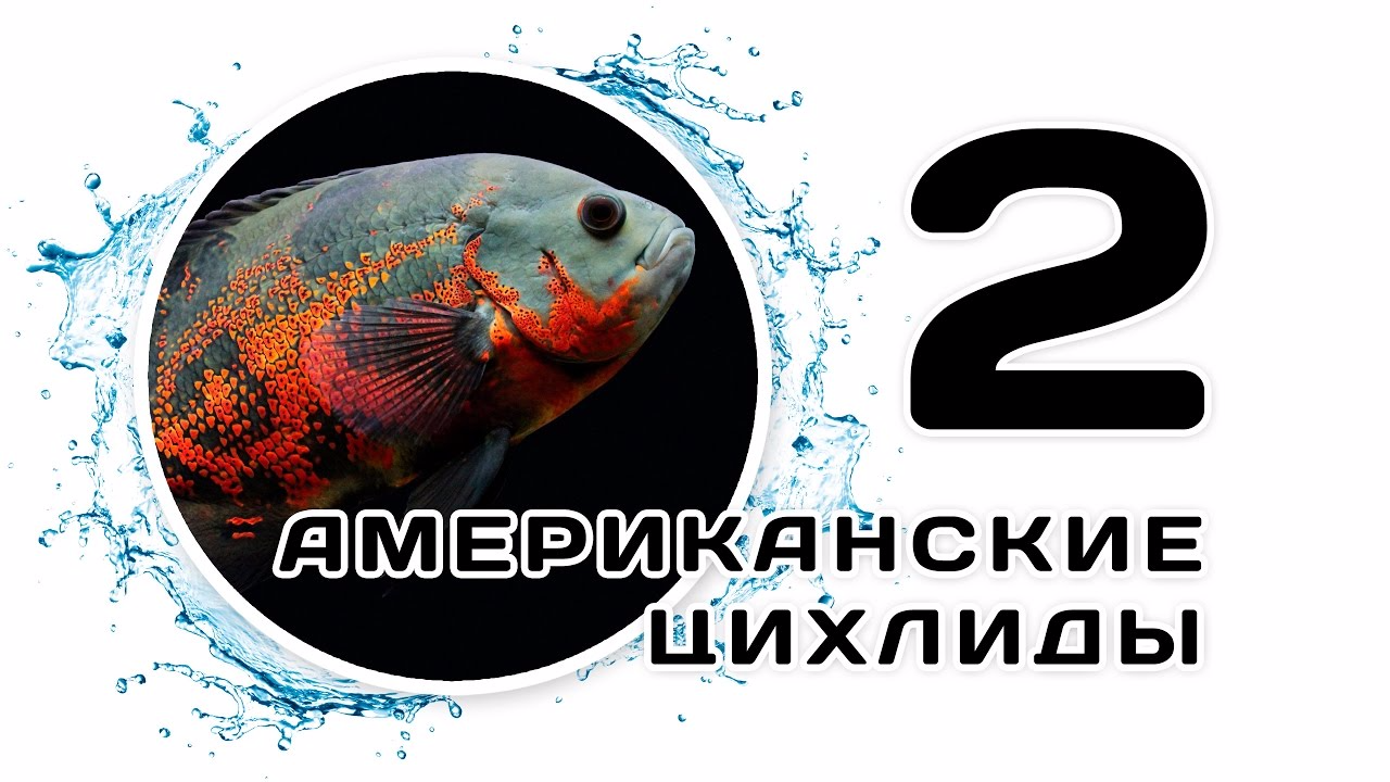 American cichlids. Part 2. Astronotuses - My, Astronotus, Aquarium fish, Aquarium, Scalariki, , , Video, Longpost