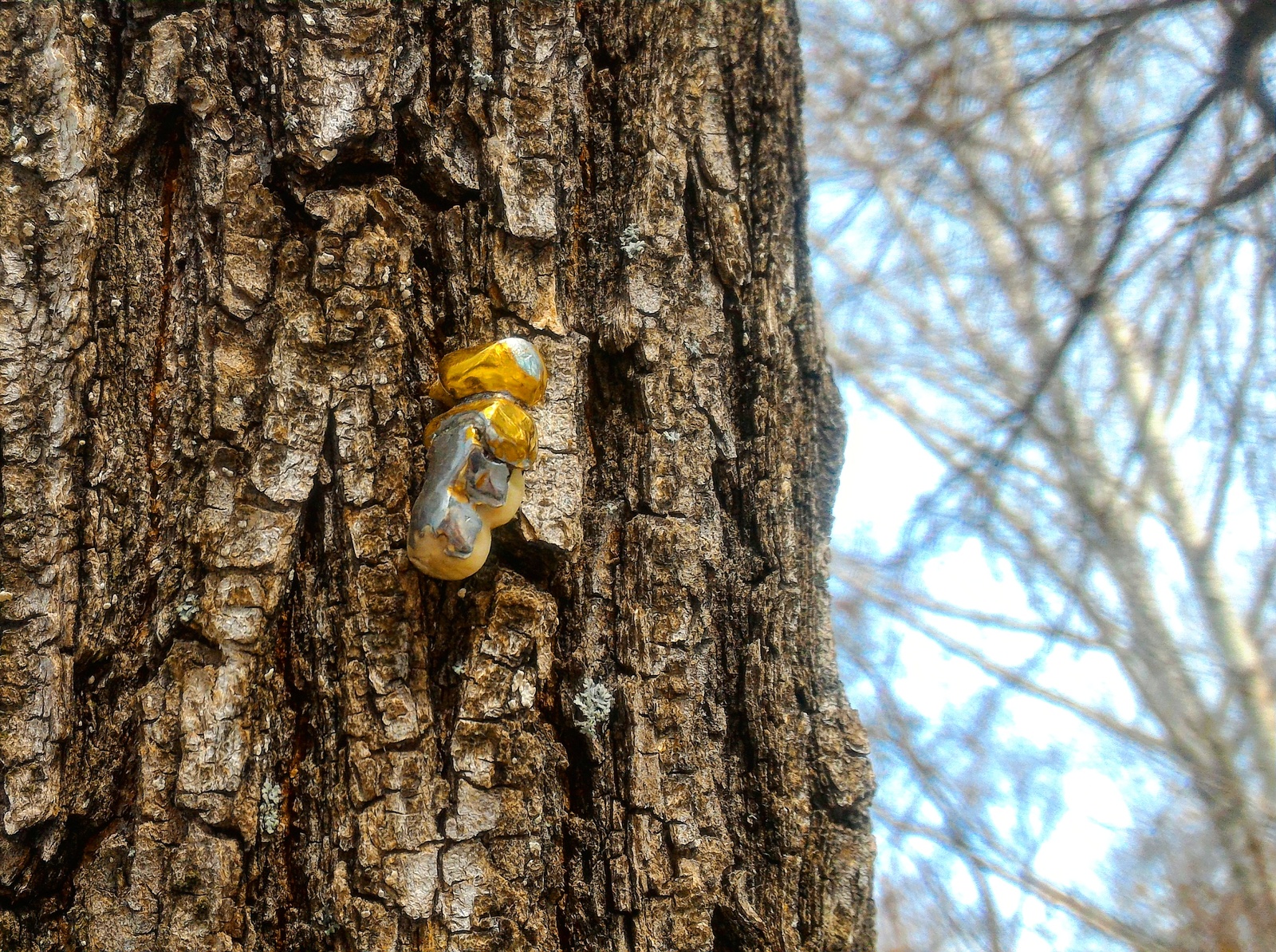 Spring... Crowns blossomed on the trees... - My, Samara, Teeth