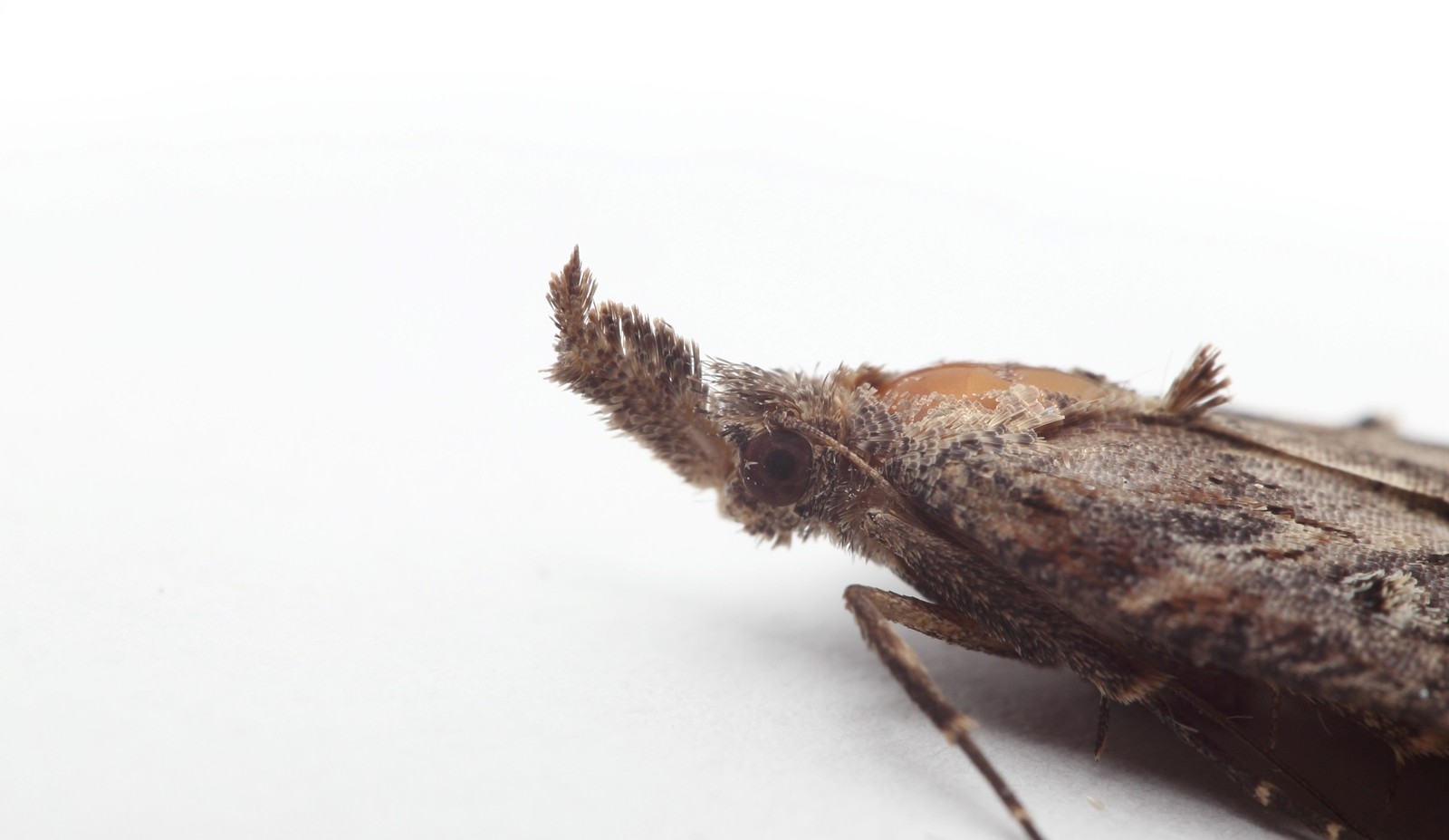 Mole in macro. - My, My, Macro, The photo, Moth, Macro photography