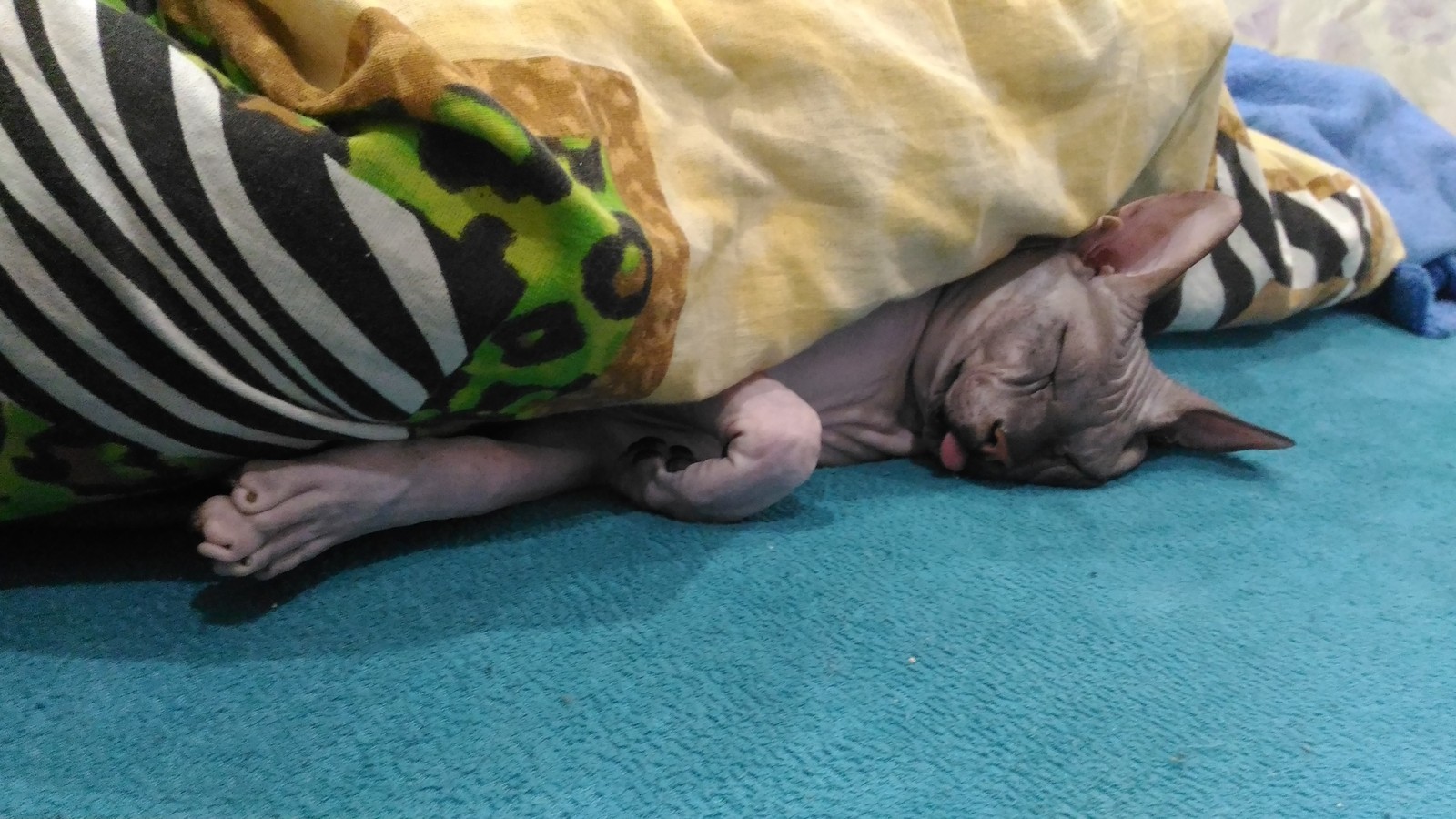 A bald cat is in your feed. - My, cat, The photo, Don Sphynx