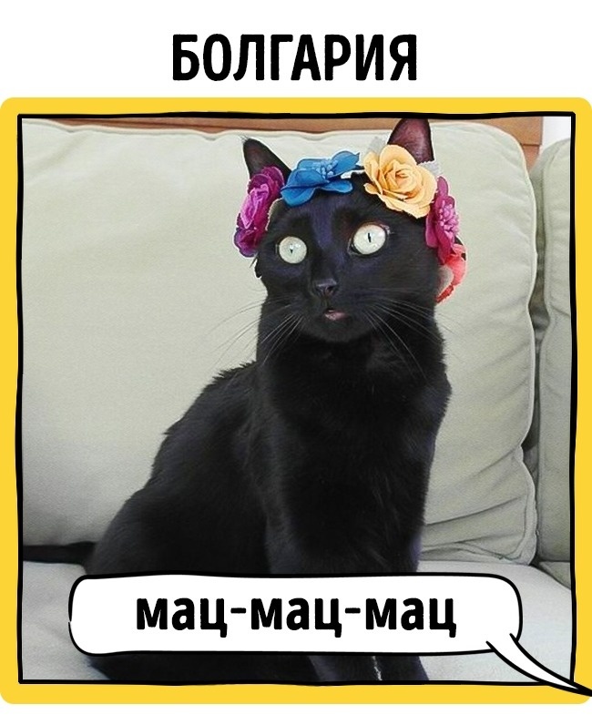 How cats are called in different countries. - cat, Call, Longpost