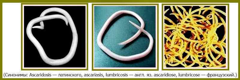 Ascariasis in children - The medicine, Ascariasis, Disease, Roundworm, Images, Text, Longpost