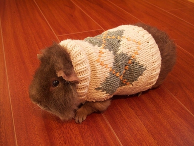 Everyone needs warmth - Animals, The photo, Pullover, Milota, Longpost, Hello reading tags