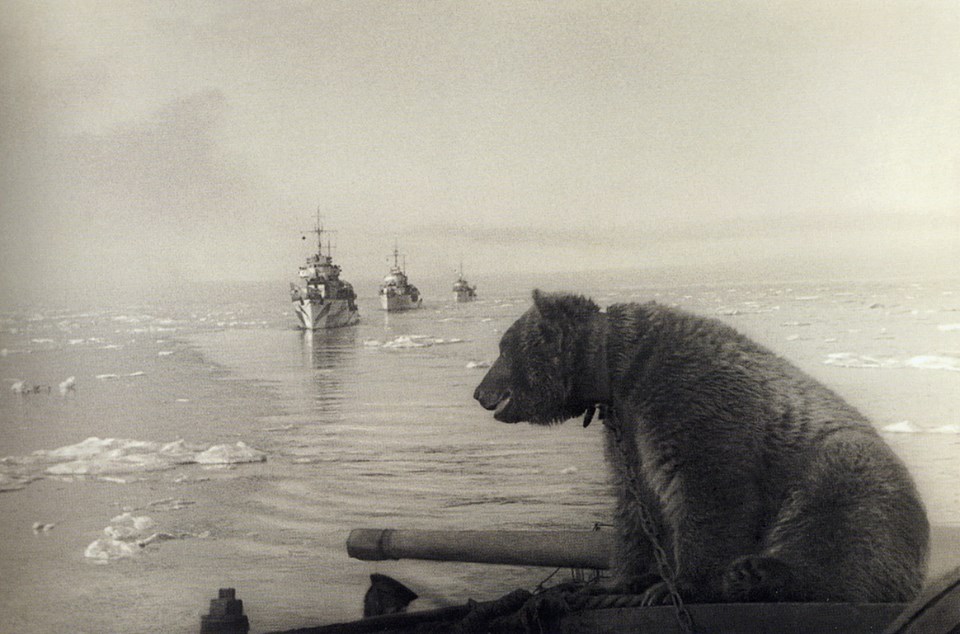 Teddy bear Masha. - Old photo, The photo, Northern Fleet, The Great Patriotic War, The Bears