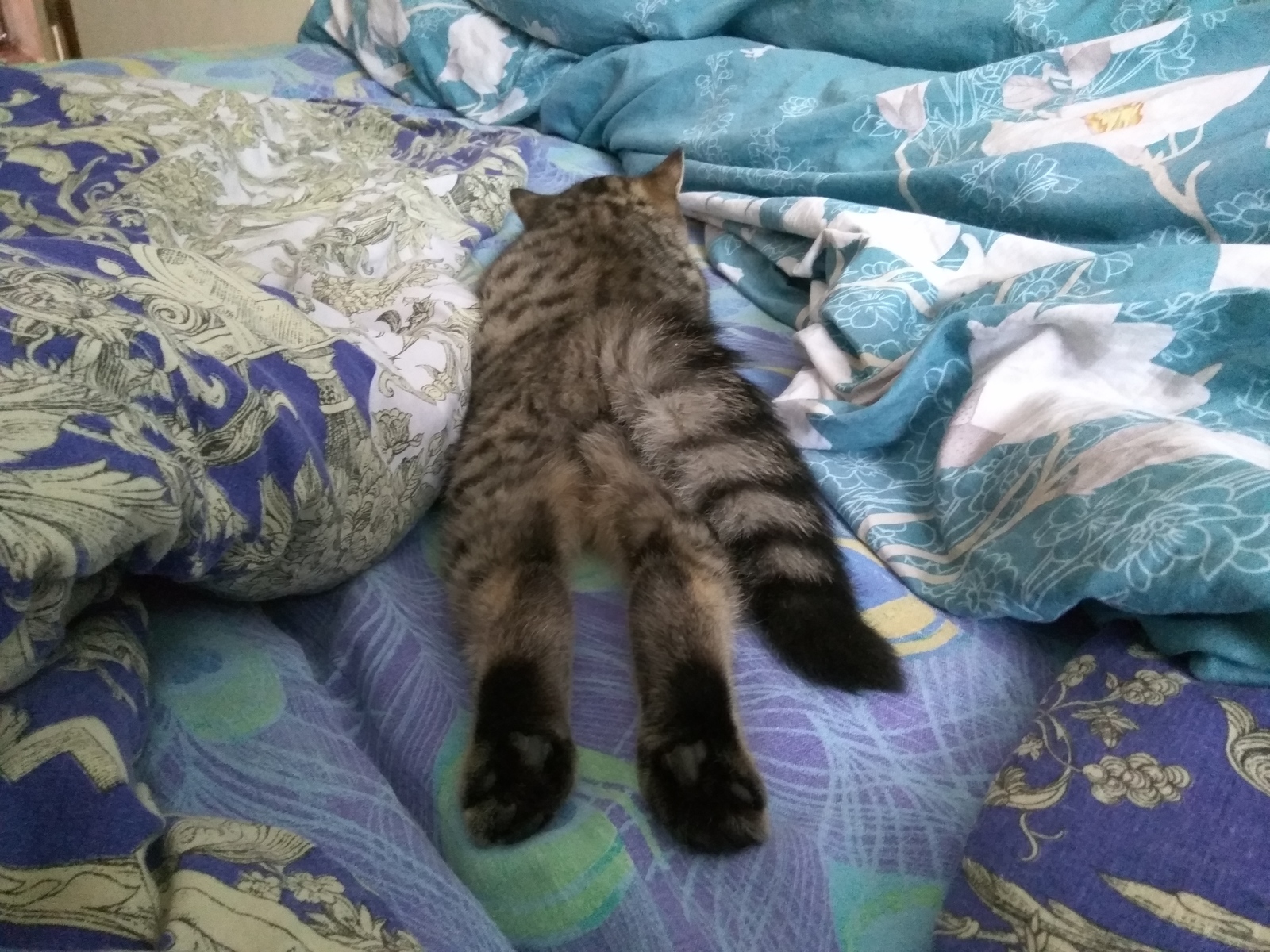 How does your cat sleep? - My, cat, Dream, Milota, Longpost