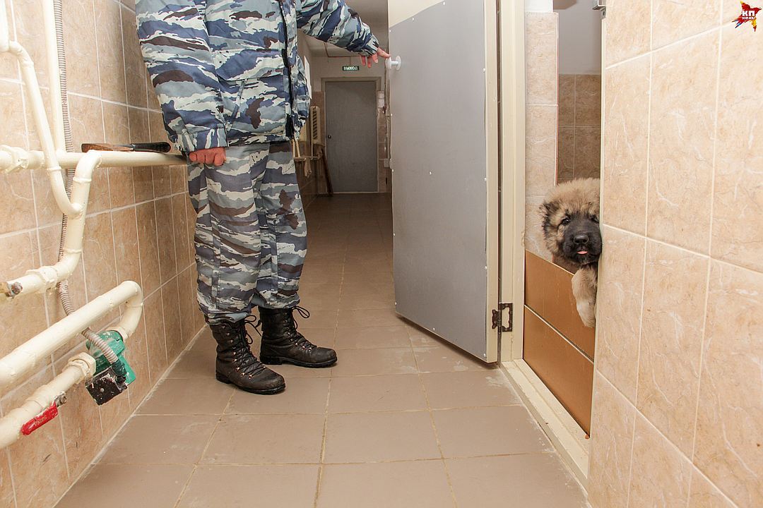 Первый рабочий день полицейских щенков в Перми - Собака, Пермь, Питомник, Длиннопост, Кп, Не мое