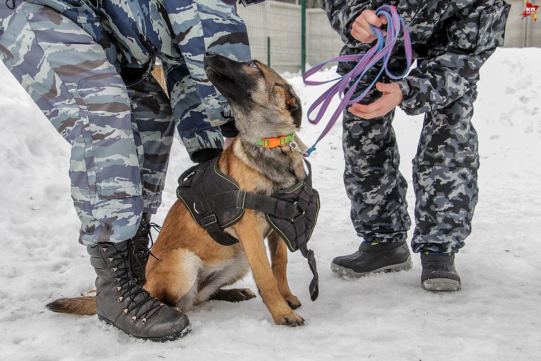 Первый рабочий день полицейских щенков в Перми - Собака, Пермь, Питомник, Длиннопост, Кп, Не мое