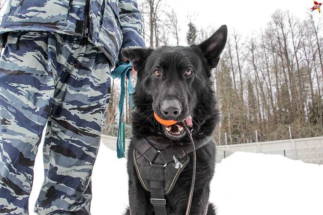 Первый рабочий день полицейских щенков в Перми - Собака, Пермь, Питомник, Длиннопост, Кп, Не мое