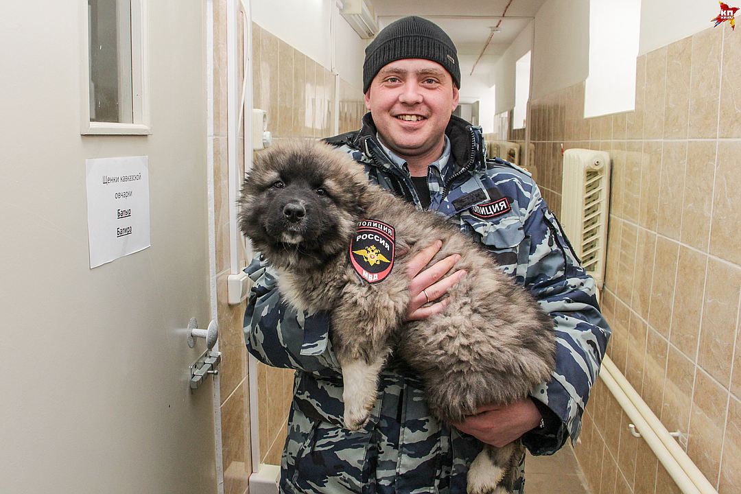 Первый рабочий день полицейских щенков в Перми - Собака, Пермь, Питомник, Длиннопост, Кп, Не мое