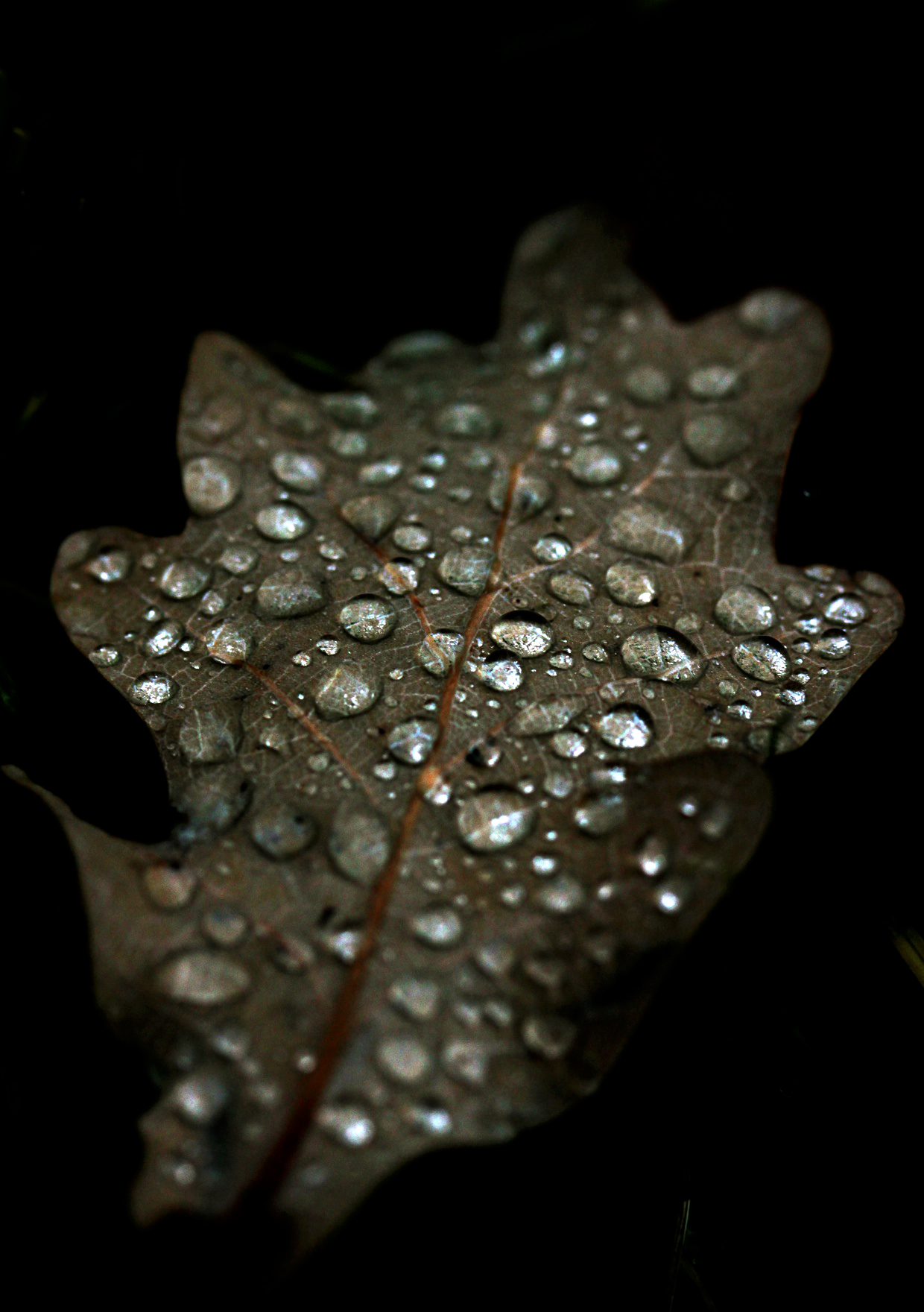 Dew drops post. - The photo, Dew, Drops, Flora, Feathers, Longpost