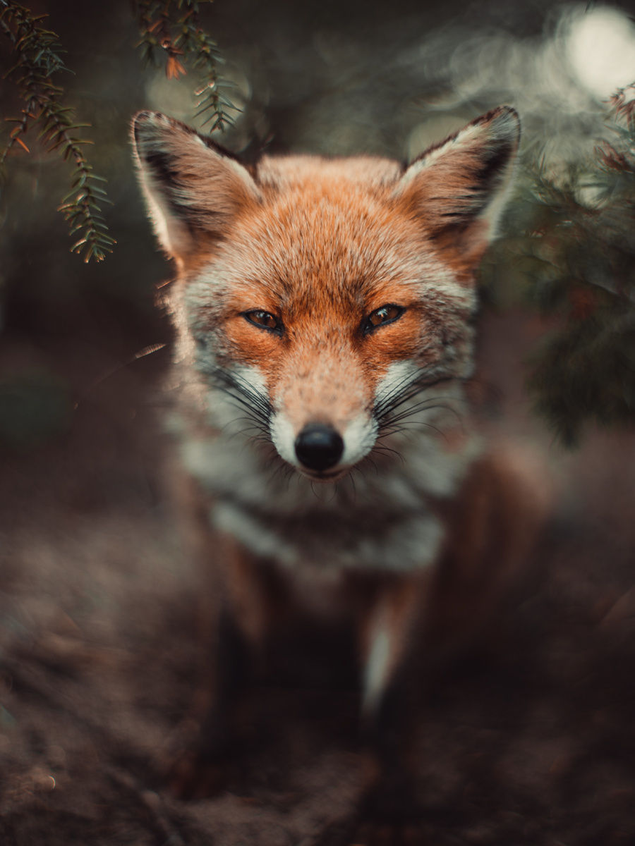 Fur-fur post. - The photo, Fox, Animals, Nature, Longpost