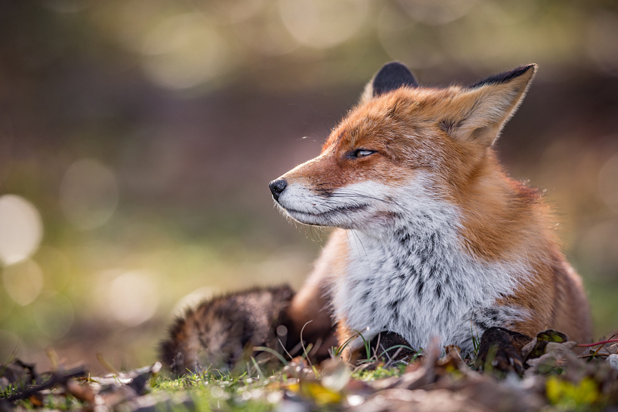 Fur-fur post. - The photo, Fox, Animals, Nature, Longpost