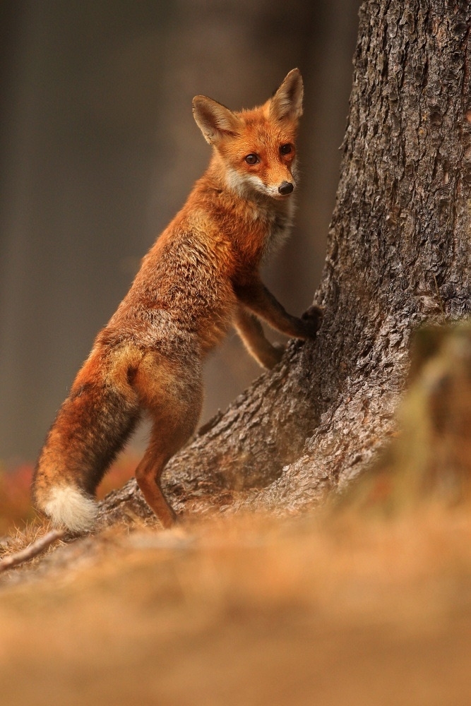 Fur-fur post. - The photo, Fox, Animals, Nature, Longpost