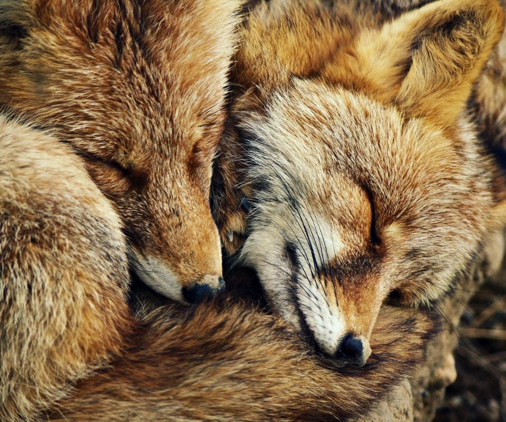 Fur-fur post. - The photo, Fox, Animals, Nature, Longpost