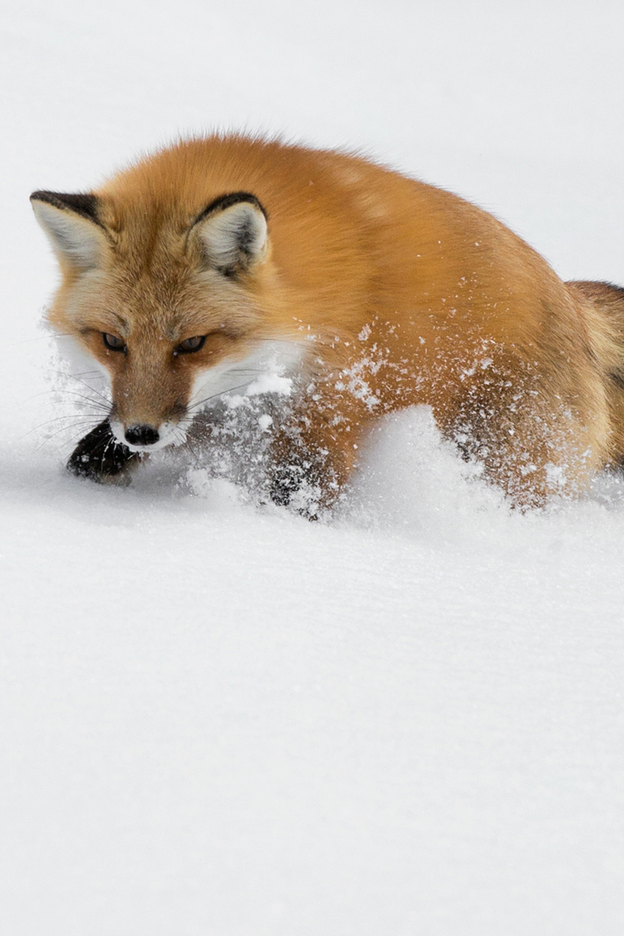 Fur-fur post. - The photo, Fox, Animals, Nature, Longpost