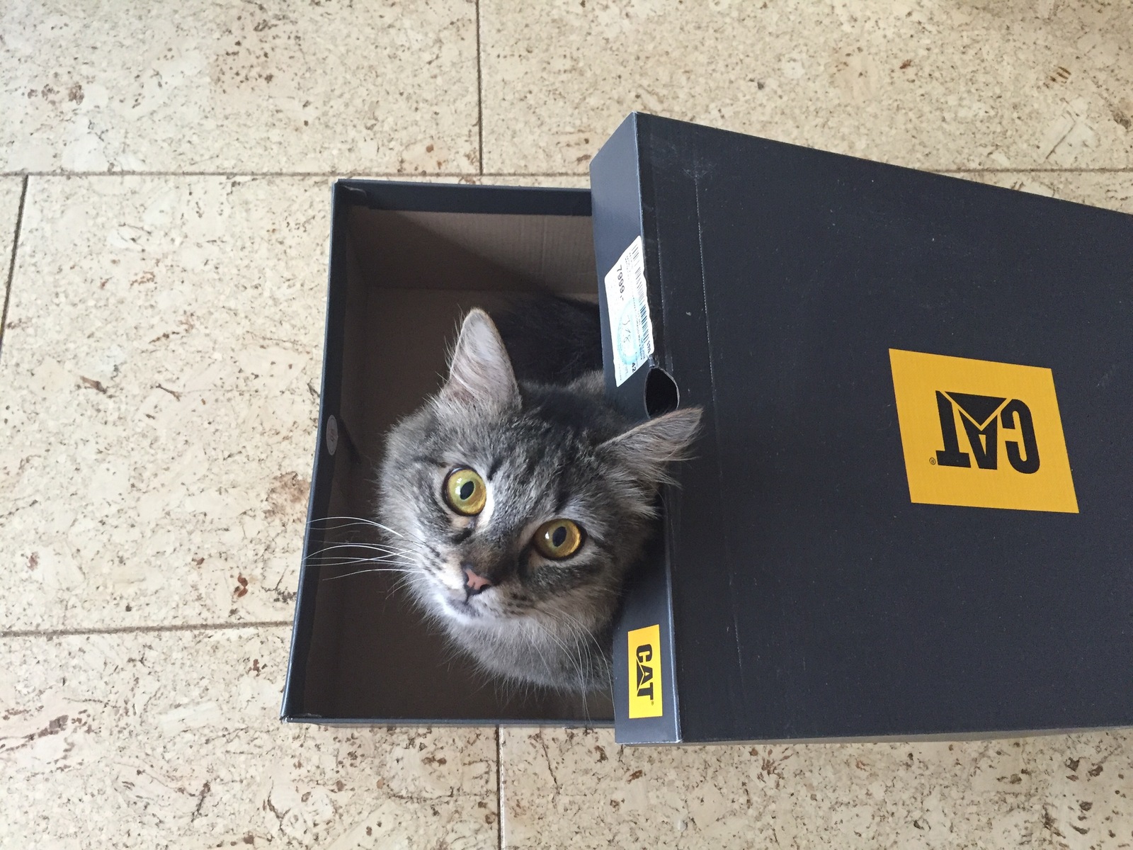 What's in the box is on the box. - My, cat, The photo, Funny