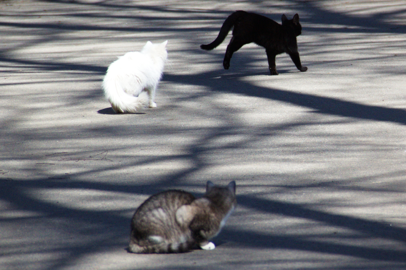 Where are you going? - My, cat, Shadow, Spring